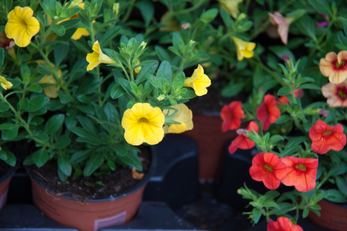 Colourful potted flowers