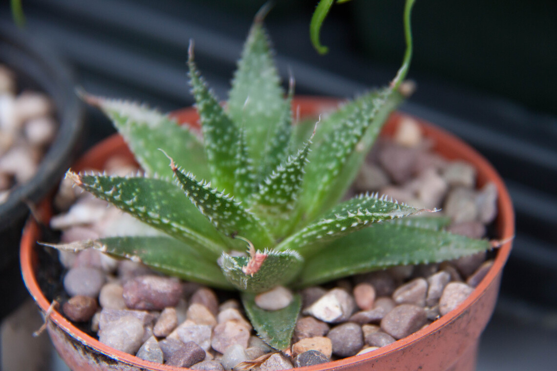 mini cacti