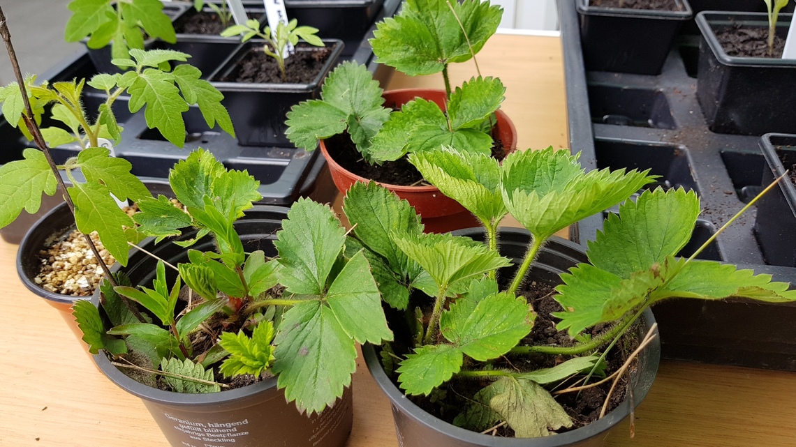 Plants 2 on table, plant sale May 2017