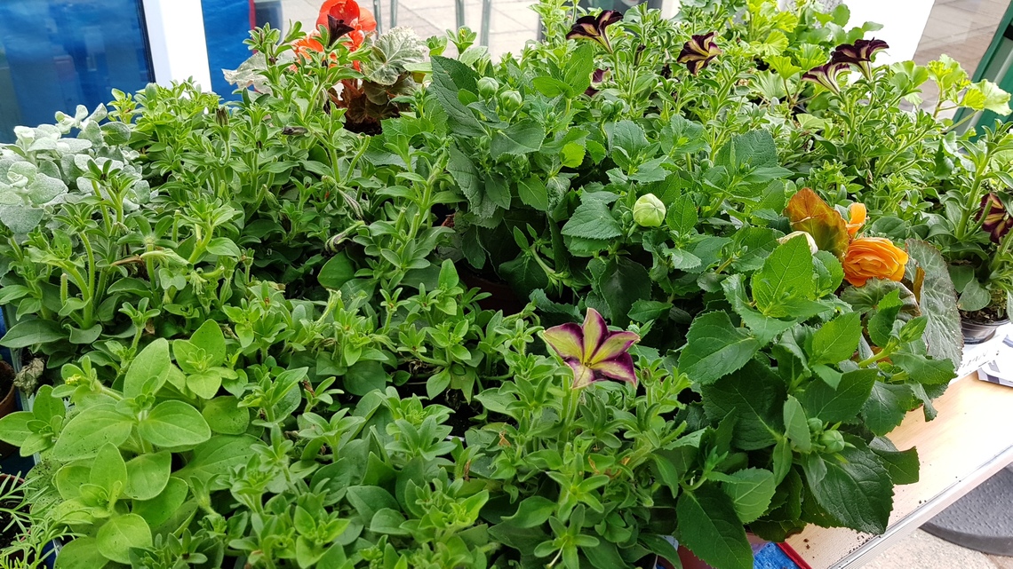 Plants 3 on table, plant sale May 2017
