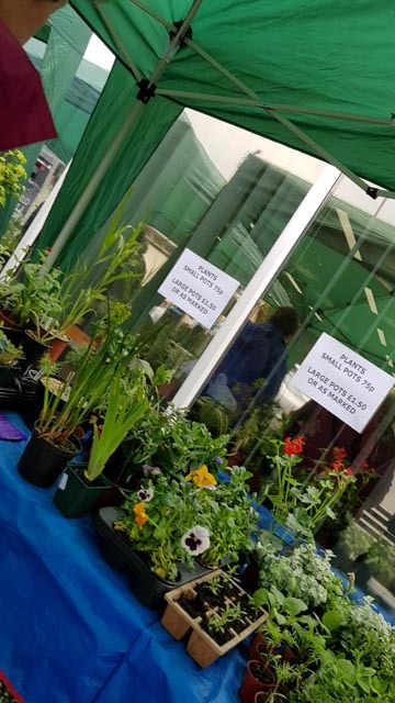 Plants 4 on table, plant sale May 2017