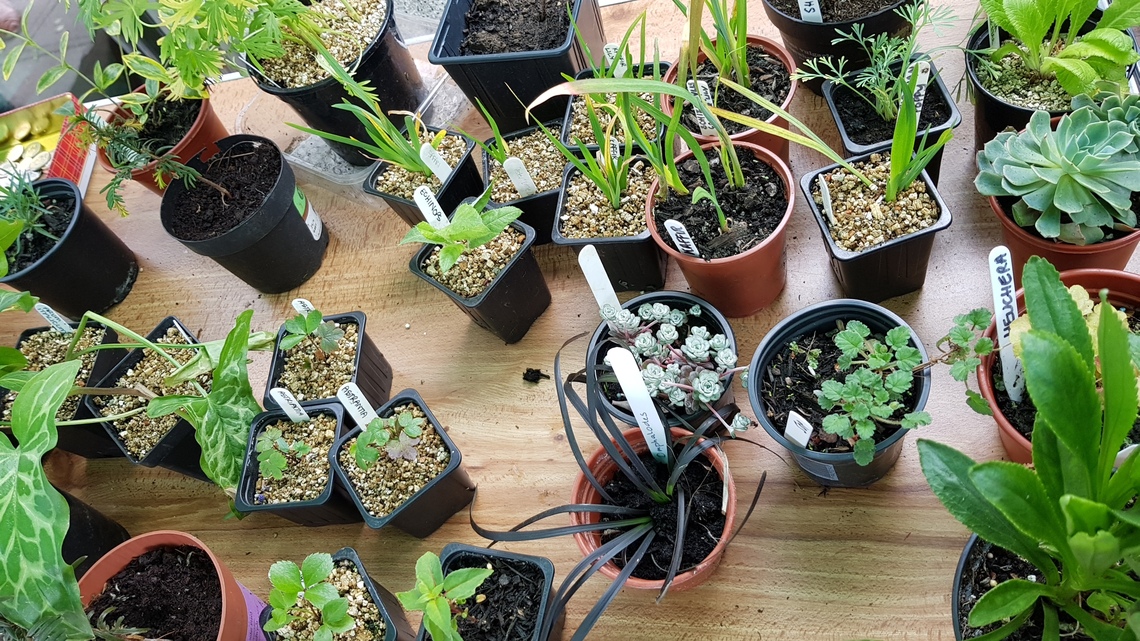 Plants 4 on table, plant sale May 2017