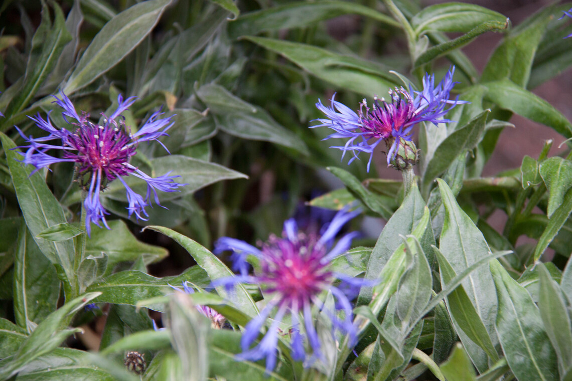 Purple Flowers